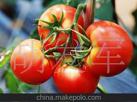 新鲜蔬菜 西红柿价格 新鲜蔬菜 西红柿批发 新鲜蔬菜 西红柿厂家